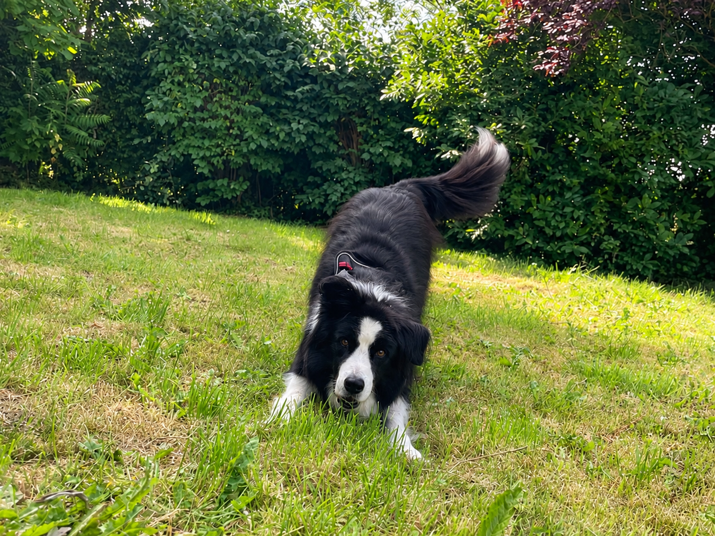 Django, un pensionnaire, joue dans le jardin